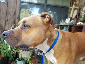 Close-up of dog looking away