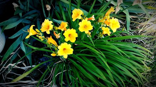 Close-up of yellow flowers blooming in field