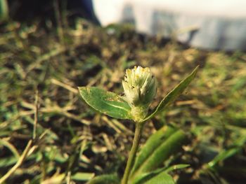 Close-up of plant