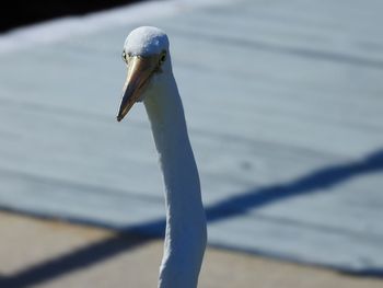 Close-up of swan