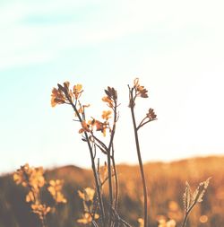 Close-up of plants against sunset