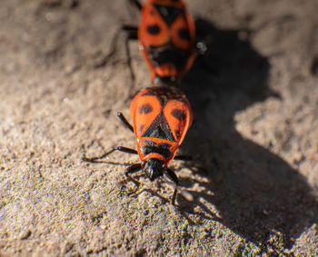 Close-up of insect