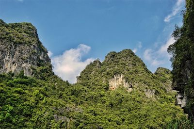 Low angle view of trees on mountain against sky