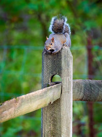 Gray squirrel resting on a split rail fence post.