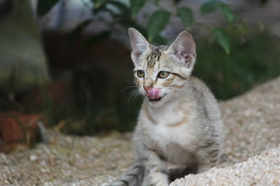 Portrait of cat looking at camera