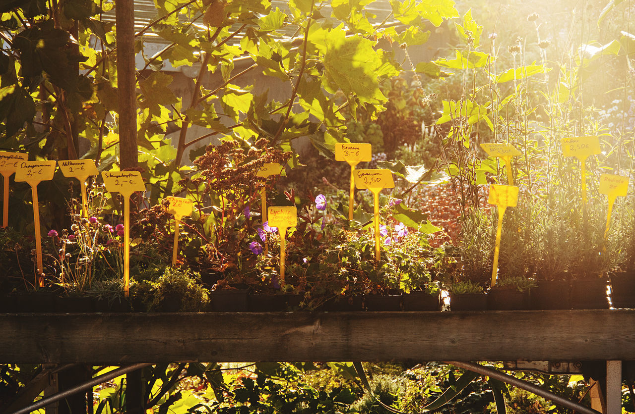 FLOWERING PLANTS IN PARK