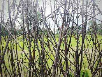 Close-up of bare trees