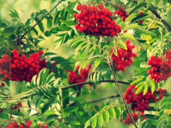 Close-up of red leaves