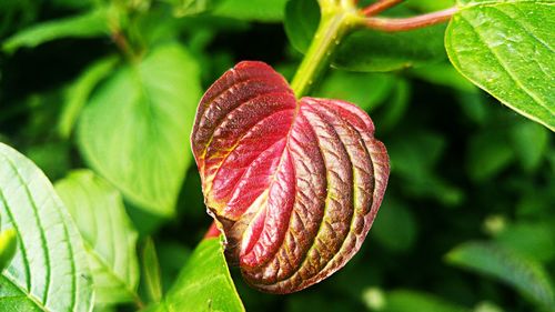 Close-up of green leaves