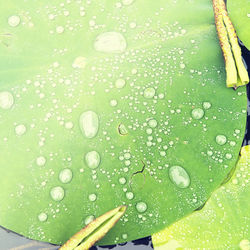 Close-up of water drops on leaf