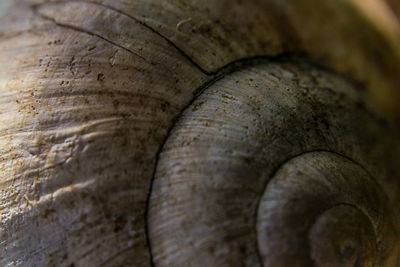 Full frame shot of snail