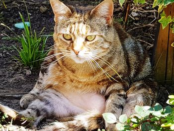 Close-up portrait of cat sitting outdoors