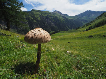 Close-up of mushroom on field against sky