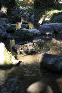 View of turtle in water