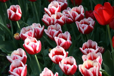 Close-up of pink flowers