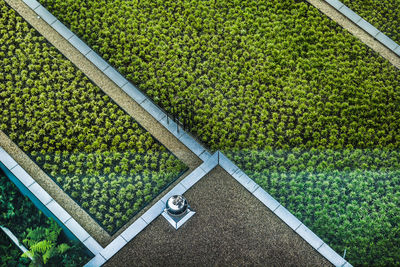 High angle view of rice on field in garden