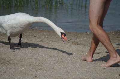 Low section of birds on beach