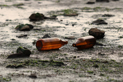 Close-up of empty bottles of beer on beach shores. 