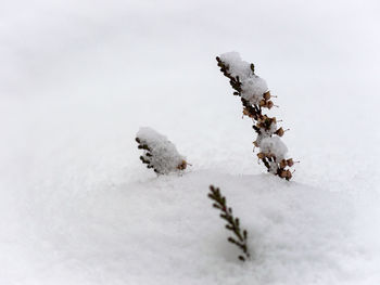 Close-up of snow covered plant on field