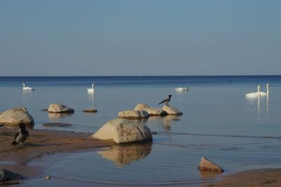 View of birds in sea against clear sky