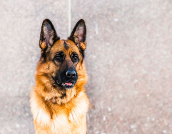 High angle portrait of a dog