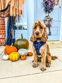 View of a pumpkins and dog on front porch step