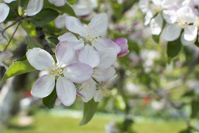 Close-up of flowers against blurred background