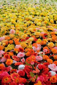 Full frame shot of yellow flowers