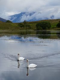 Swans swimming on a misty lake in scotland with mountains in the background 