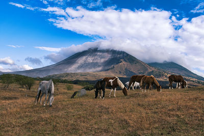 Horses grazing on field against sky