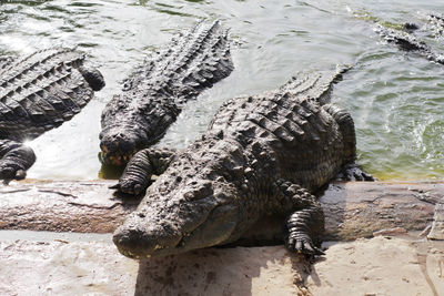High angle view of crocodile by the lake