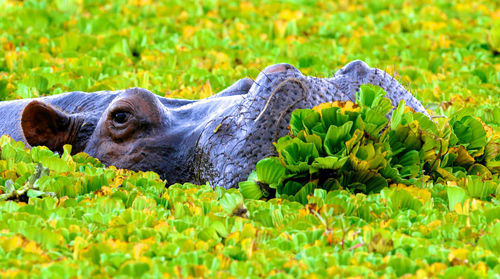 The common hippopotamus  hippo lying in water