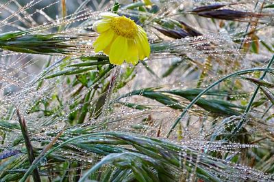 Close-up of yellow flowering plant