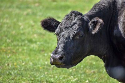 Close-up of a cow on field