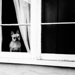 Close-up of dog seen through window