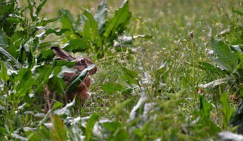 View of lizard on land