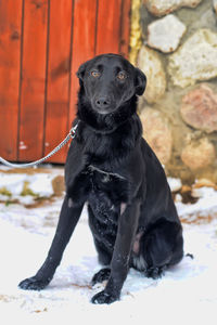 Portrait of black dog