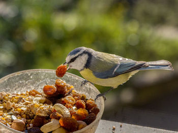 Close-up of bird eating food