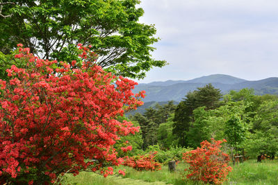 Red flowering plants by trees against sky