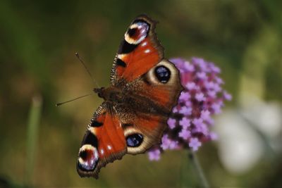 Close-up of butterfly pollinating on purple flower