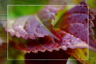 Close-up of maple leaves