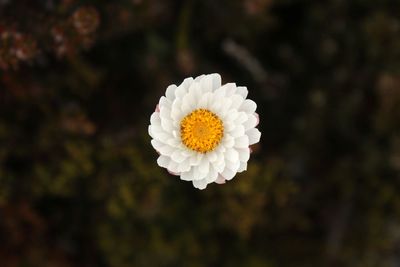 Close-up of fresh white flower blooming outdoors