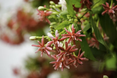 Close-up of flowering plant