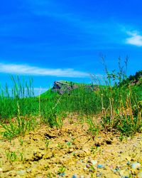 Plants on field against blue sky