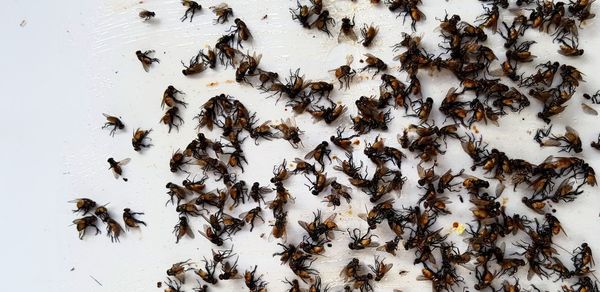 High angle view of bee on leaves