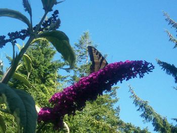 Low angle view of flowering plants against blue sky