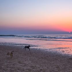 Dog on beach against sky during sunset