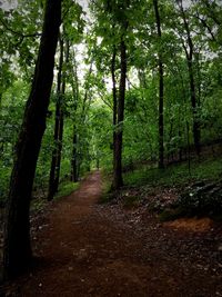 Trees in forest