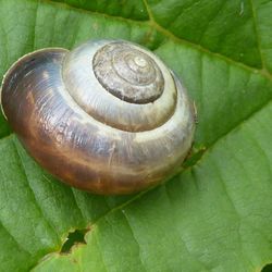 Close-up of snail on leaf