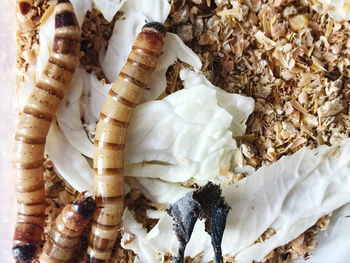 High angle view of a shells